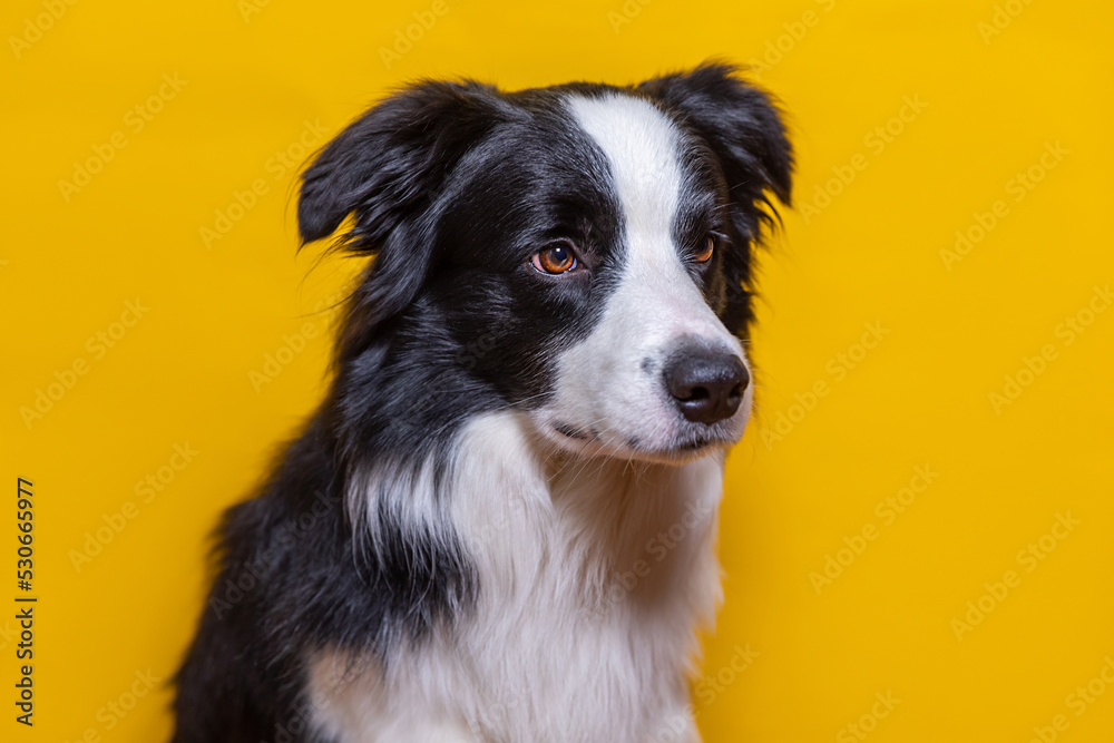 Funny portrait of cute puppy dog border collie isolated on yellow colorful background. Cute pet dog. Pet animal life concept.