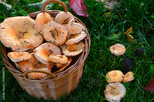 The concept of forest harvest - a wicker basket full of red pine mushroom also known as saffron milk cap on the grass and autumn leaves