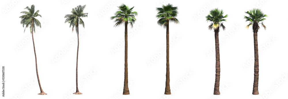 palm tree, isolate on a transparent background, 3D illustration - obrazy, fototapety, plakaty 