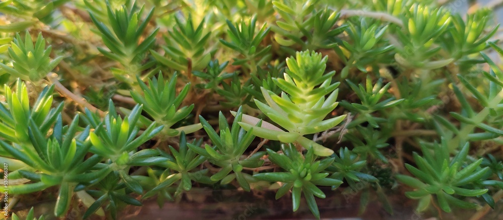 Grass in the garden. Grass in the garden.