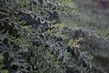 branches in a minimalist style with long green silvery leaves against a green background, a close-up background of a bush in autumn in the evening light