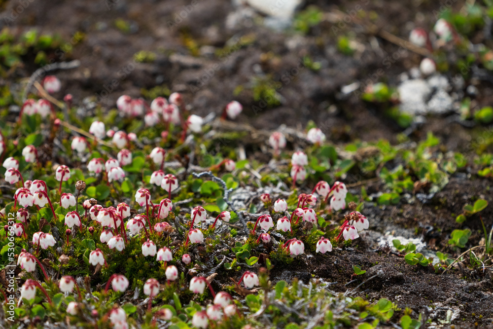 Obraz premium Moss Heather (Harrimanella hypnoider)
