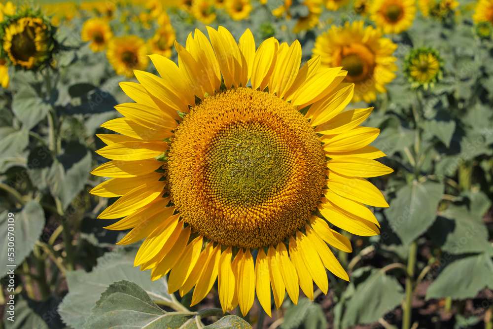 The blooming common sunflower on the agricultural field