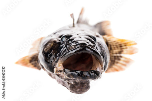 Fresh fish goby isolated on white background. photo