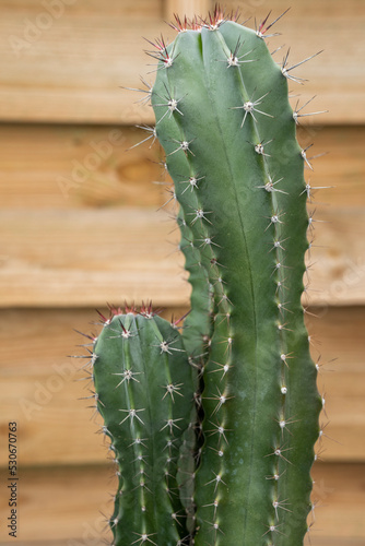 Nice cereus cactus with many sharp spikes and light wood background