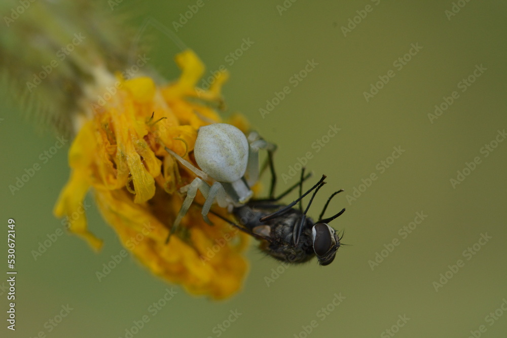Petite araignée blanche et sa proie Stock Photo Adobe Stock — free download