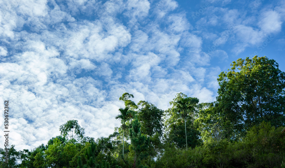 Obraz premium trees and morning blue sky with clouds. 