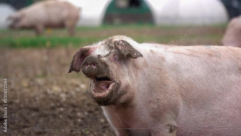 free range Danish landrace (Sus scrofa domesticus) pig chews the earth off a stone free range Danish landrace (Sus scrofa domesticus) pig chews the earth off a stone