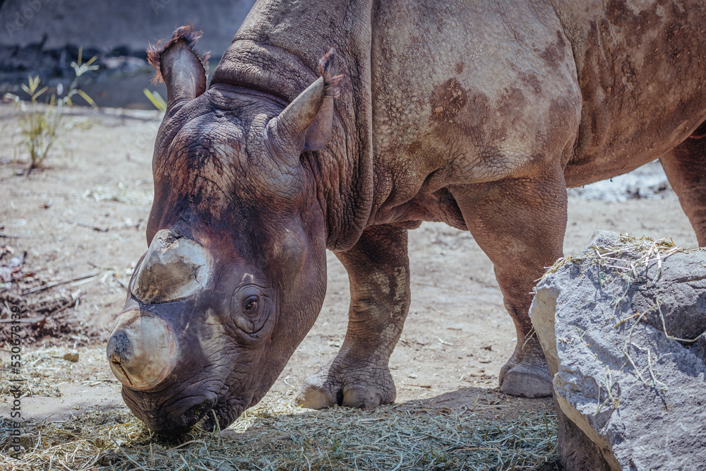 エサを食べるクロサイ