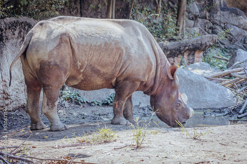 Naklejka premium 水を飲むクロサイ