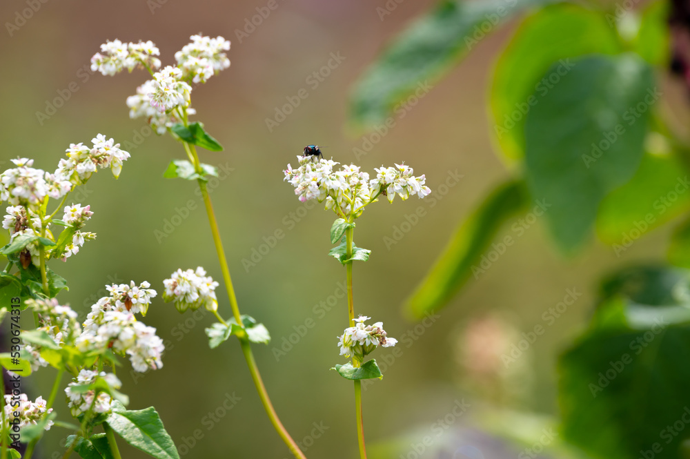 Summer blossom of fagopyrum esculentum or buckwheat plant, healthy vegetarian food