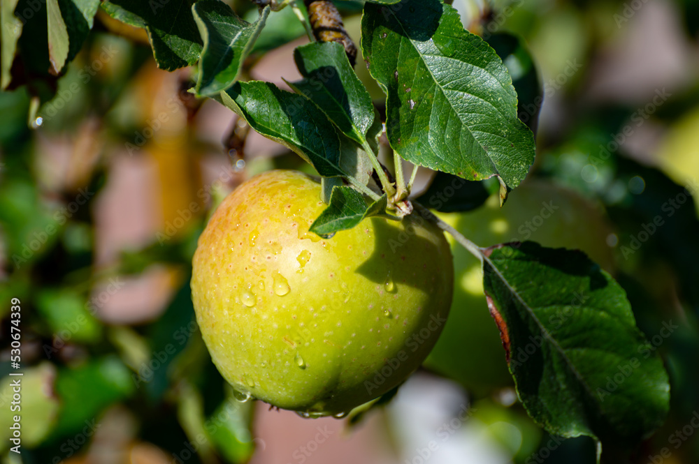 Brunch of apple tree with many apple fruits in orchard Brunch of apple tree with many apple fruits in orchard