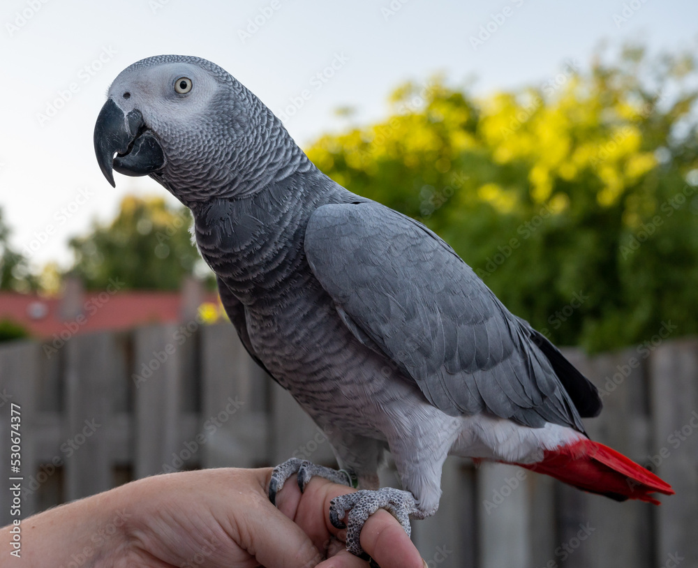 Obraz premium African grey parrot with red tail sitting on hand