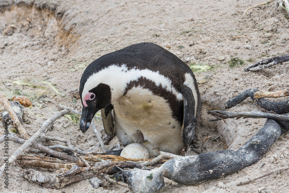 Naklejka premium The Cape or South African penguin hatching its eggs