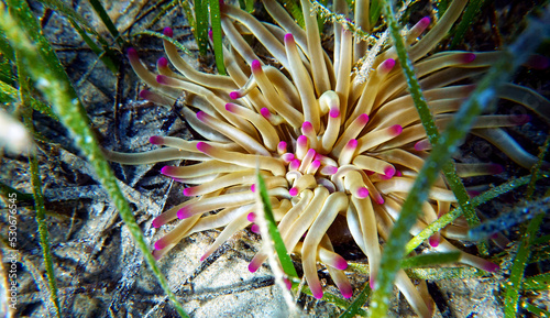 Golden anemone -(Condylactis aurantiaca), sea anemone in to the Mediterranean sea                  photo