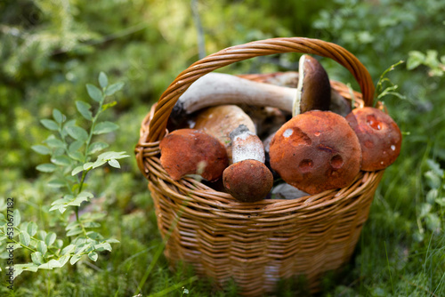 Forest mushroom boletus, cep, porcini, chanterelle collected in a wooden wicker basket. Late summer and autumn harvest. Natural food. Karelia region