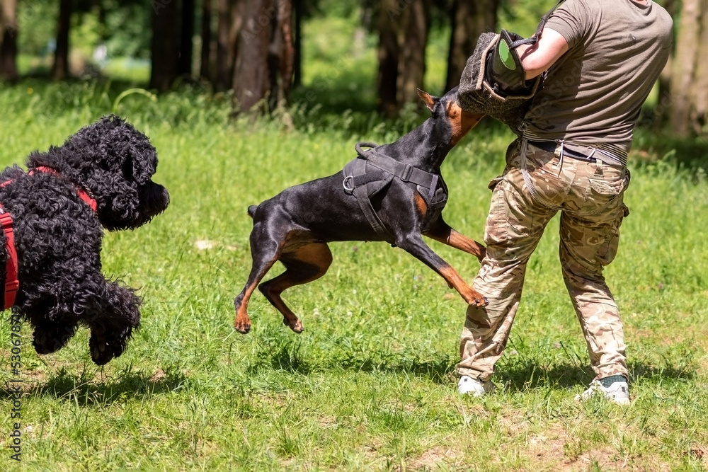 Russian black terrier attacks cynologist, in training of aggression. Russian black terrier attacks cynologist, in training of aggression.
