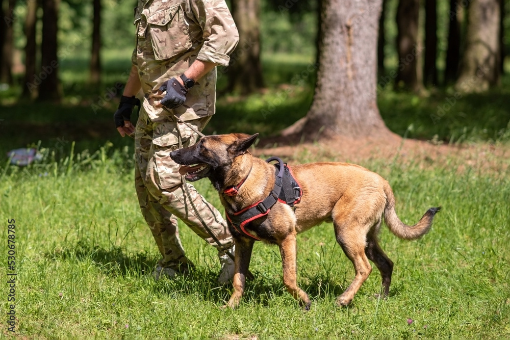 Belgian Shepherd, Malinois, on a leash with a trainer. Belgian Shepherd, Malinois, on a leash with a trainer.