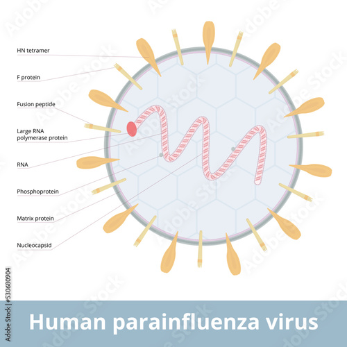 Human parainfluenza virus. Viruses that cause human parainfluenza. Group of four distinct single-stranded RNA viruses associated with both human and veterinary disease.