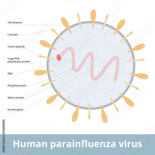 Human parainfluenza virus. Viruses that cause human parainfluenza. Group of four distinct single-stranded RNA viruses associated with both human and veterinary disease. photo