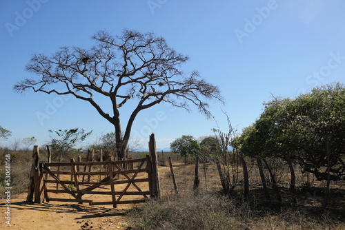 tree in the caatinga photo
