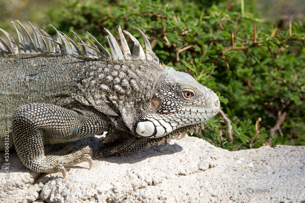 Leguan Leguan