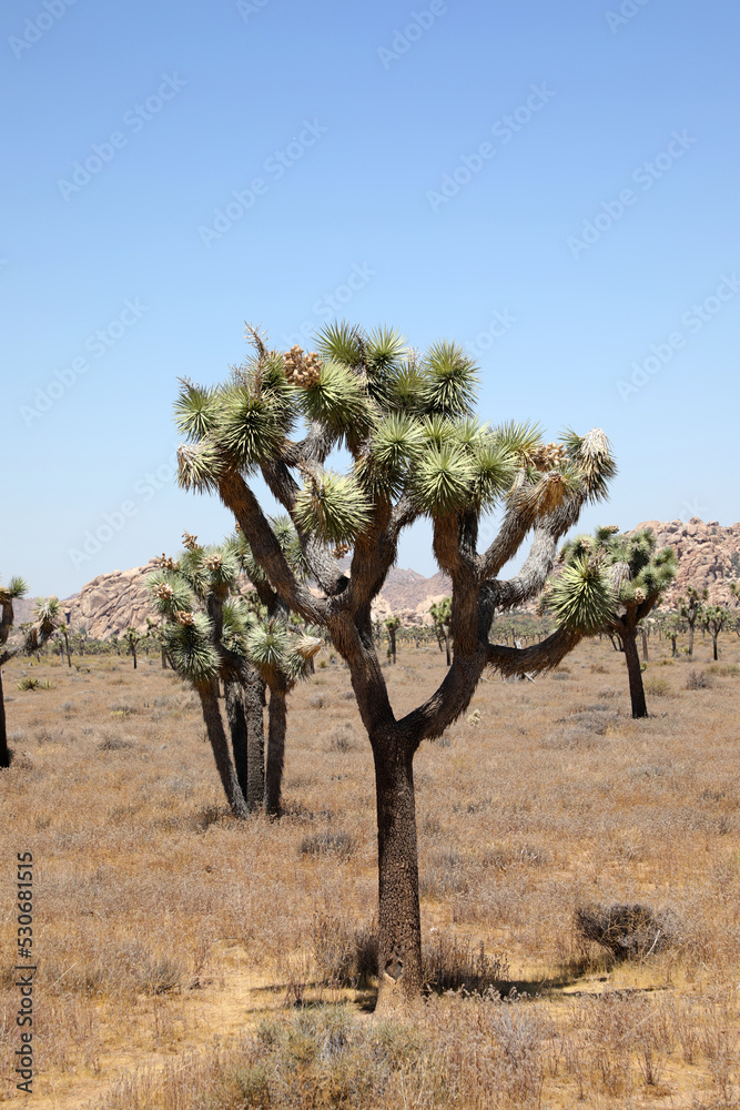  Joshua Tree - Nationalpark (USA / Kalifornien)