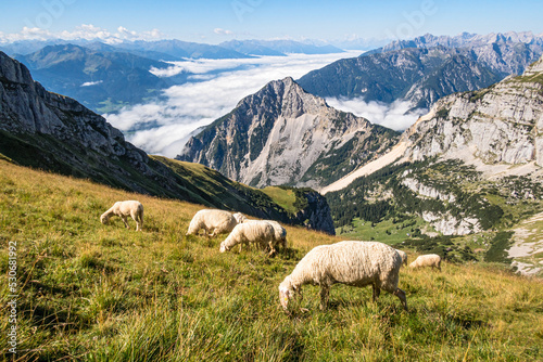 Schafe im Rofangebirge