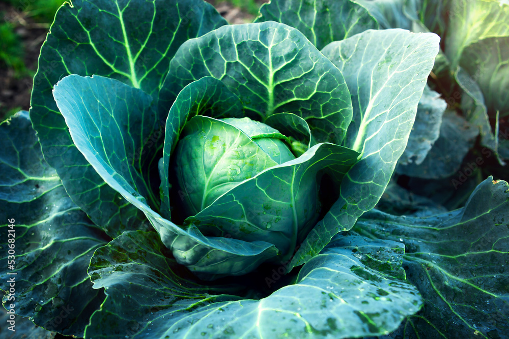 Obraz premium Fresh, white cabbage growing in a vegetable garden on a farm. 