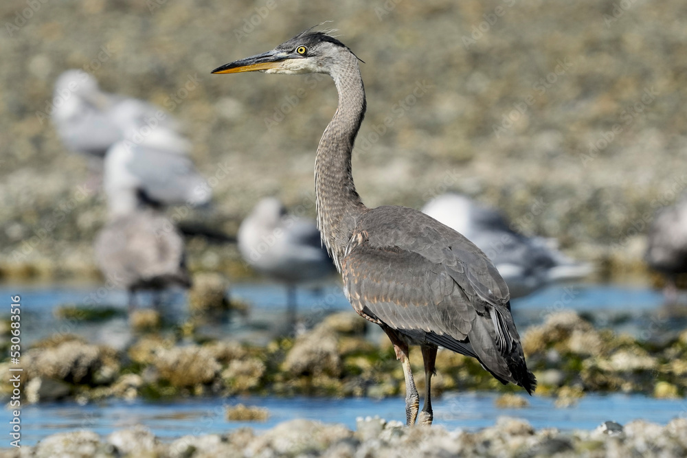 Naklejka premium Juvenile Great Blue Heron 