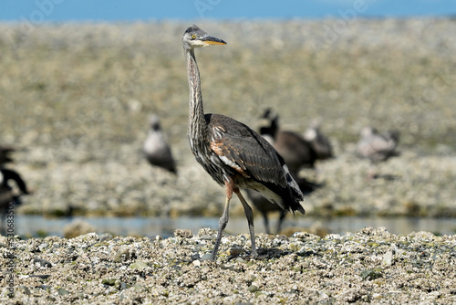 Juvenile Great Blue Heron
