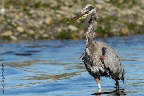 Great Blue Heron in creek