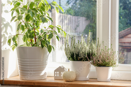 White pumpkin, ceramic decoration house and white heather pots on a wooden windowsill bathed in sunlight. Autumn decor