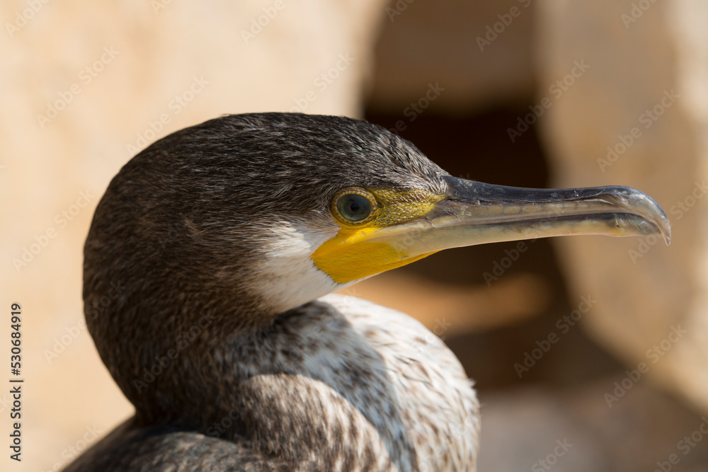 Great Cormorant (Phalacrocorax carbo). Black Sea fauna. Waterfowl close-up. Great Cormorant (Phalacrocorax carbo). Black Sea fauna. Waterfowl close-up.