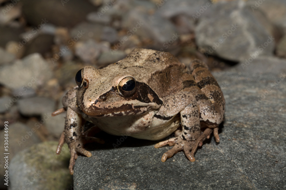 The pool frog (Pelophylax lessonae) is a European frog. The amphibian in the dry lake. Environmental disaster. The pool frog (Pelophylax lessonae) is a European frog. The amphibian in the dry lake. Environmental disaster.