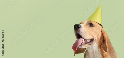 Photography Cute Beagle dog in birthday hat on green background with space for text