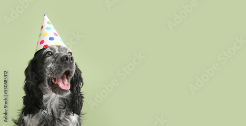 Photography Cute dog in birthday hat on green background with space for text