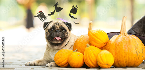 Cute pug dog with Halloween decor and pumpkins outdoors