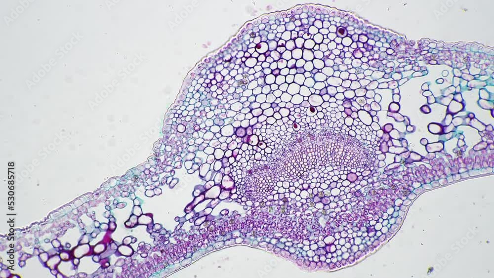 Vidéo Stock Leaf of Ligustrum lucidum in transversal section magnified