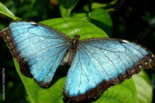 Pollinator Insect Arthropod Butterfly Moths and butterflies Electric blue