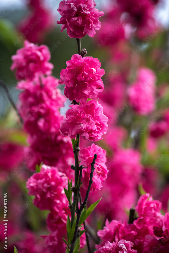 Flores del Durazno a orillas del lago Flores del Durazno a orillas del lago