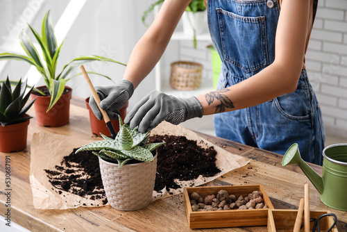 Fotografija Woman transplanting plant at home