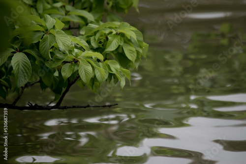 plantas a la orilla del lago en el jard  n japon  s