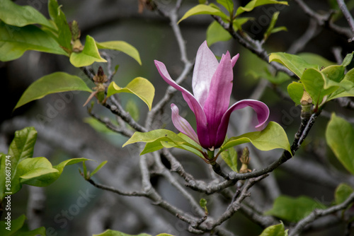 vistosas flores de una Magnolia liliiflora