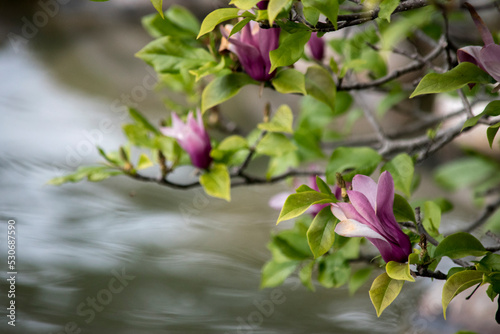 vistosas flores de una Magnolia liliiflora photo