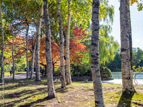 秋の中島公園（北海道札幌市） photo