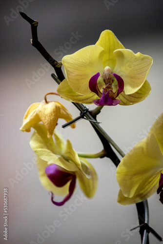 primer plano de la flor de orquidea amarilla photo