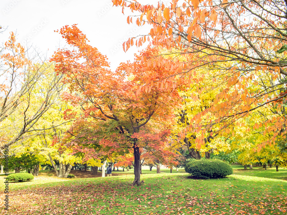 Naklejka premium 秋の中島公園(北海道札幌市)