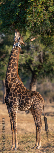 Canvas Print Giraffe Stretching