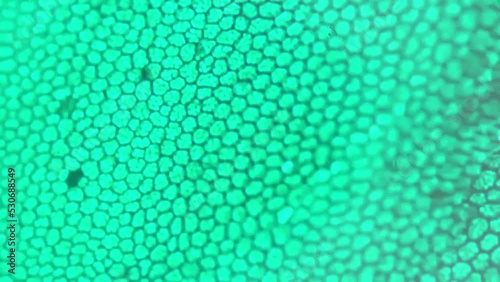 Funaria leaf consisting of green cells filmed under microscope 200x on bright field. Foliage of moss magnified in many times for viewing its structure and investigating it. Studying plant in biology photo